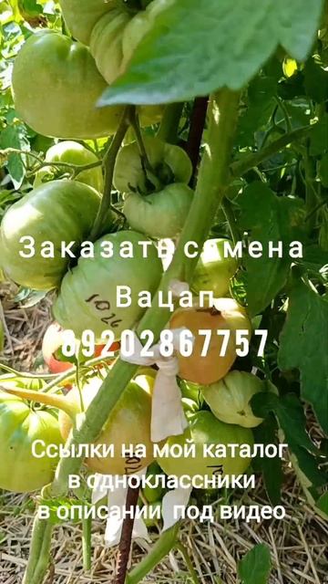 Заказать семена томатов смотреть онлайн