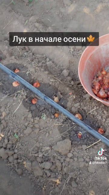 #лук#дача #огород #грядка #капельныйполив #рекомендаци? смотреть онлайн