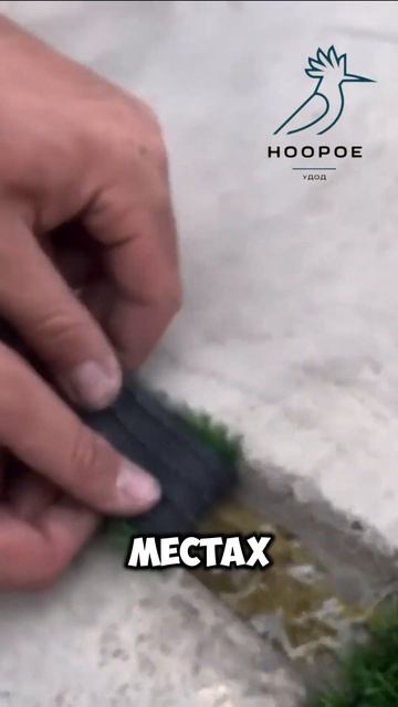 Лучший способ облагородить ваш двор