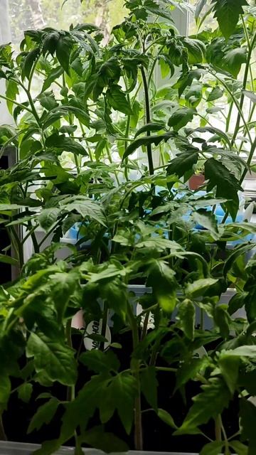 Томаты готовы к высадке в грунт🤣 🍅🍅🍅10 мая 2024г. #рас смотреть онлайн