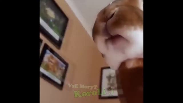 ТЕСТ НА ПСИХИКУ. Засмеешься - значит ПСИХ! #1 VsE MoгyT KopoLi Приколы с животными! смотреть онлайн