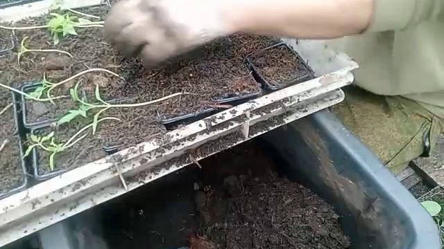 Как дядя Витя пикирует томаты #пикировкарассады #гриб? смотреть онлайн