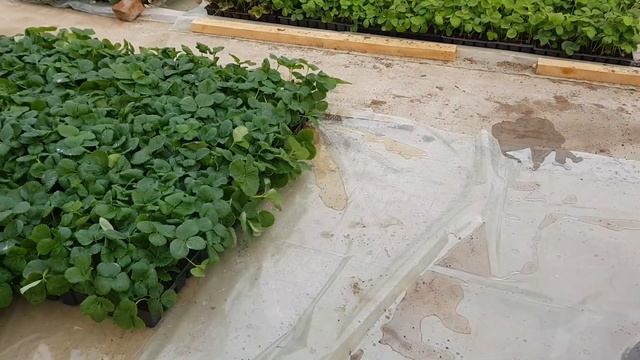 Самый быстрый способ вырастить рассаду клубники, весь смотреть онлайн