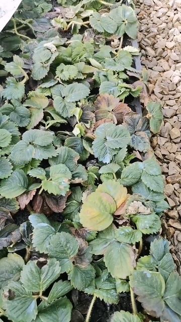 Самара. Состояние рассады на 11 марта 2025 года. смотреть онлайн