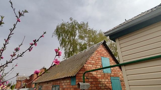 19/04/2022. Температура воздуха +15°С | Вовсю цветут вишня и ? смотреть онлайн