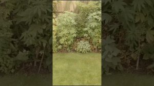 Как грамотно спрятать некрасивый забор. #ландшафтныйд