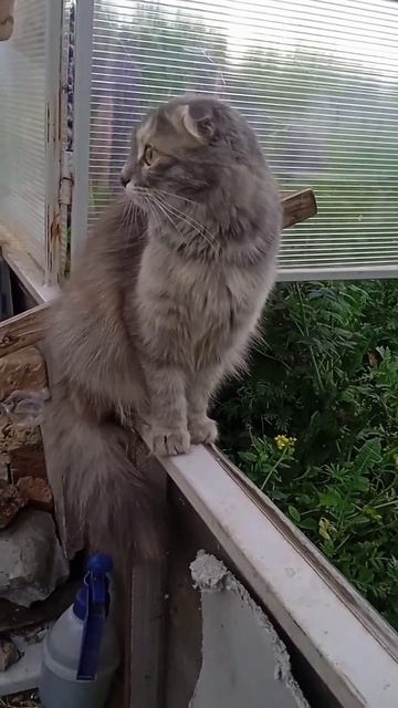 Вислоухая кошка во время дождя в теплице, волнуется #cat смотреть онлайн