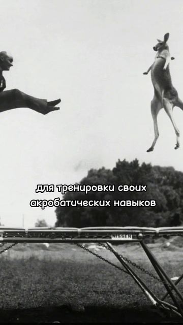 Кто придумал батут?🤔 #прыжкинабатуте #спорт #trampoline смотреть онлайн