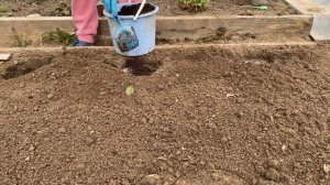 Посадка клубники весной, что добавить в лунку при поса