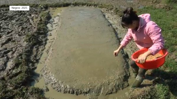 Дорис 20. Дорис работает по хозяйству. Кормит живность и садит рис.