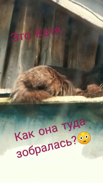 Катя забралась на курятник 😅 смотреть онлайн