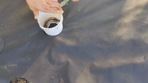 Расстояние между клубникой при посадке. Садим в спанд?