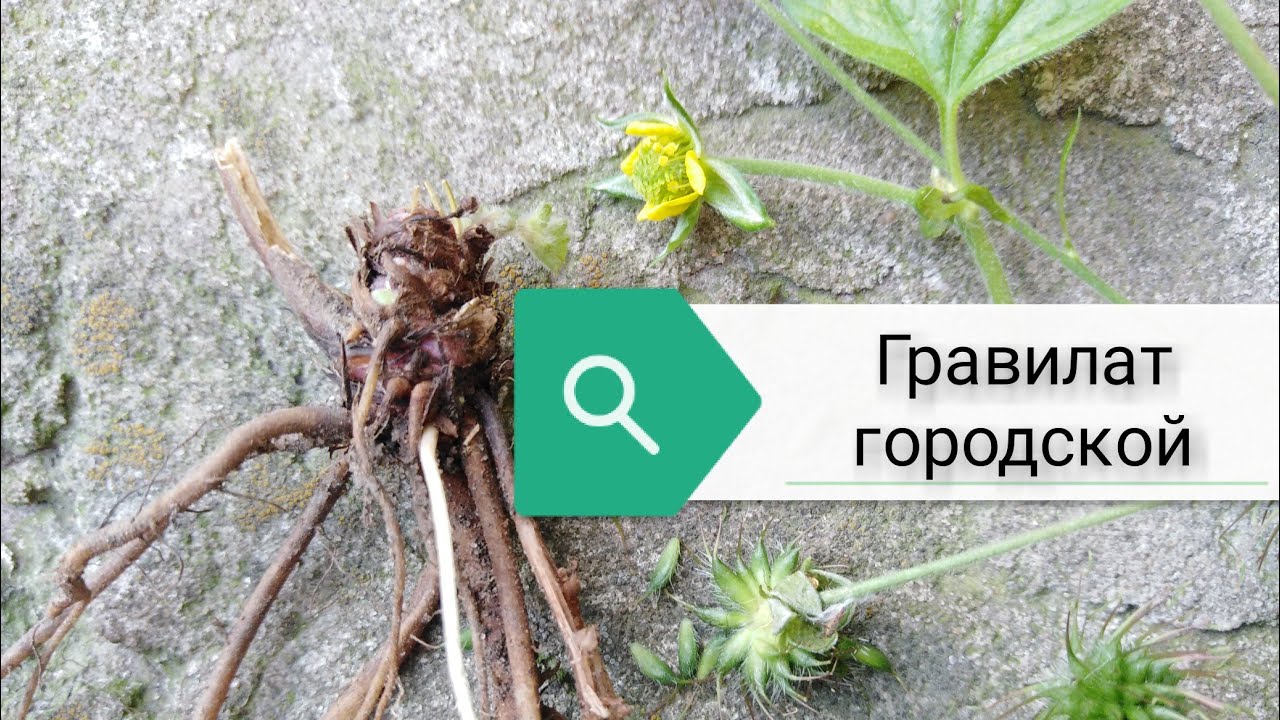 Гравилат. Почему его зовут "гвоздичный корень"? смотреть онлайн