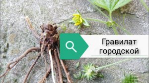 Гравилат. Почему его зовут "гвоздичный корень"?