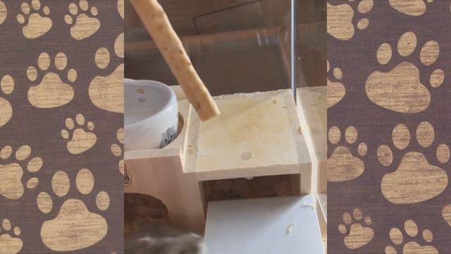 НОВОЕ ВИДЕО ХОМКИ! Приколы с хомячками СМЕШНАЯ ОЗВУЧКА)) смотреть онлайн