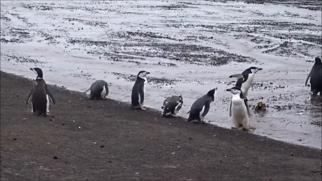 Как прикольно пьют пингвины/ Penguins drink water funny смотреть онлайн