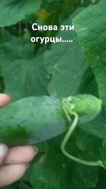 #огурцы #теплица #ужасы смотреть онлайн