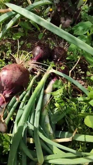Уборка лука #eesti #garden #приветизэстонии #жизньвэстонии #? смотреть онлайн