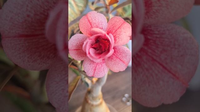 Весеннее цветение моих любимых растений смотреть онлайн