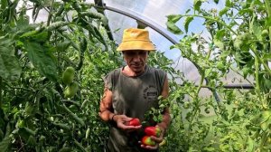 Обзор томатов сорт Волчий клык