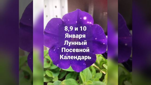 Что Посадить 8,9 и 10 Января по Лунному Посевному Календ? смотреть онлайн