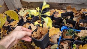 Сажаем гинкго билоба