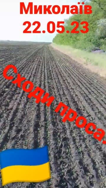 просо ''біла альтанка''. смотреть онлайн