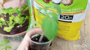 ТЕСТИРУЕМ И ВЫБИРАЕМ ГРУНТ ДЛЯ РАССАДЫ ТОМАТОВ