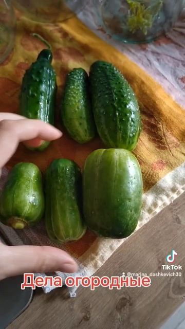 #огород #лето2023 #урожай #МаринаДашкевич #огурцы #земля смотреть онлайн