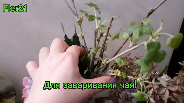 Купила семена.Простая подкормка любых цветов.Чай из л? смотреть онлайн