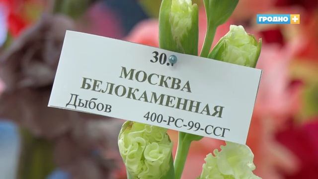 Выставка гладиолусов проходит в центральной городской библиотеке смотреть онлайн