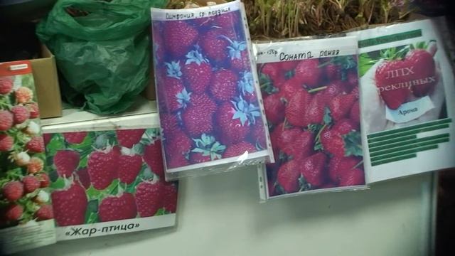 Обнови свой сад - 2012 №173 смотреть онлайн