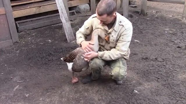 Супер мега ржачный прикол, мужик обнимает ручного гуся, лучшие приколы с детьми за сентябрь 2014 смотреть онлайн