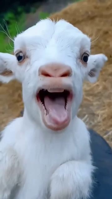 Когда кот и ребенок нашли общий язык - смотрите до слёз! 🤣❤️ смотреть онлайн