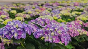 Крупнолистная гортензия БОДЕНСИ #огород #дача #цветы #?