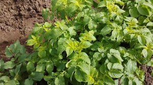 Дефицит азота у картофеля. Экстренные меры!