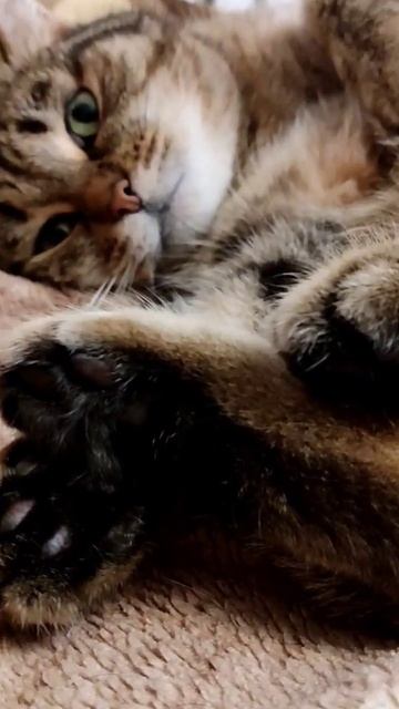 Кот Директор 🤣 #shorts #мемы #приколы #животные #приколыскотами смотреть онлайн