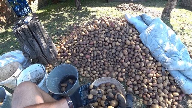 УБОРКА УРОЖАЯ Копаем картошку Перебираем и спускам в смотреть онлайн
