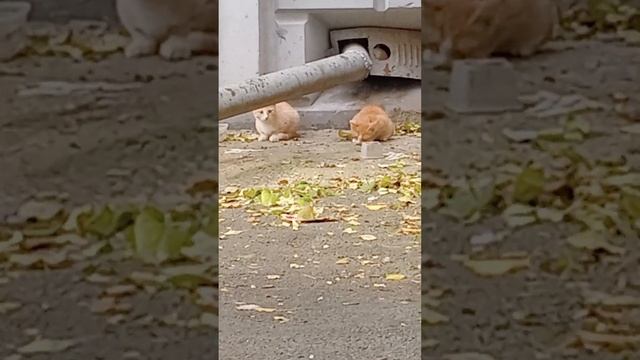 Бездомные друзья живут в подвале. Красивые и голодные. смотреть онлайн