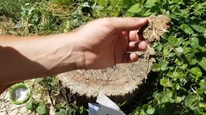 Как разжечь огонь лупой (тест)