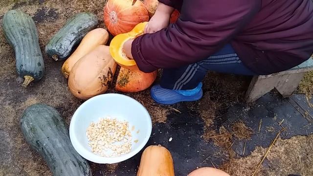 КУПИЛИ СОЛОМУ // ВЫБИРАЮ СЕМЕЧКИ ИЗ ТЫКВЫ НА СЕМЕНА // Ж? смотреть онлайн