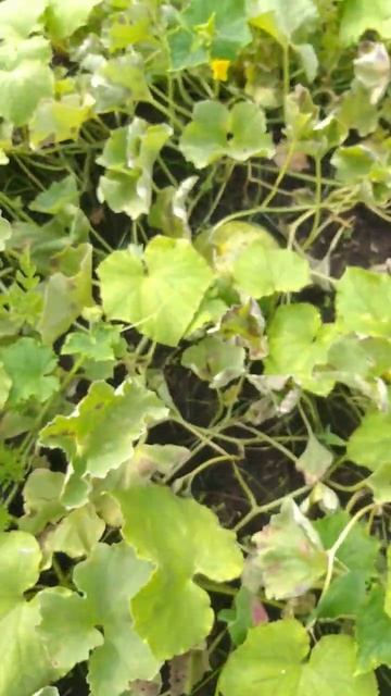 #арбуз #nature #природа #огород #сад #дача #октябрьский #рес смотреть онлайн