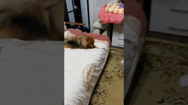 любимая колбаска смотреть онлайн