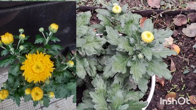 Горщик чи грунт? 🌺ХРИЗАНТЕМА вирощування,переваги,не