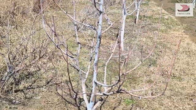 #376 Весна пришла в село Молдаванское/сезон сад и огород смотреть онлайн