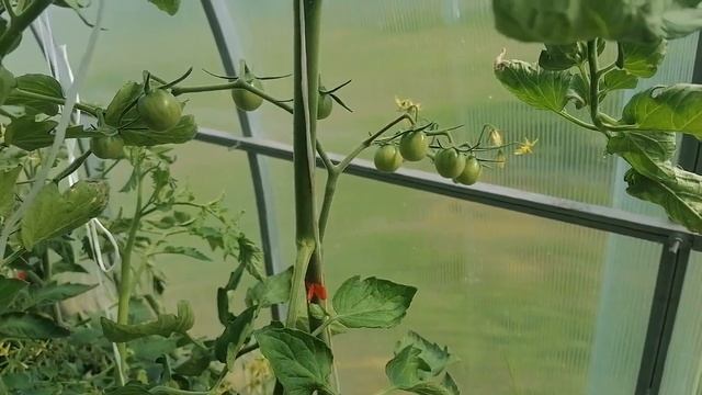 Томат вишня в шоколаде от посева до сбора урожая! смотреть онлайн