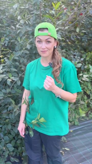 Топ-3 плетистых розы 🌹 смотреть онлайн