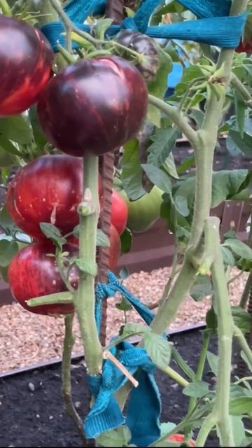 Удивительный вкус, обзор томата! #огород #томаты #помид смотреть онлайн