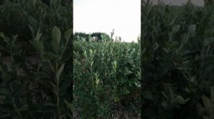 Голубика сорта Блюголд