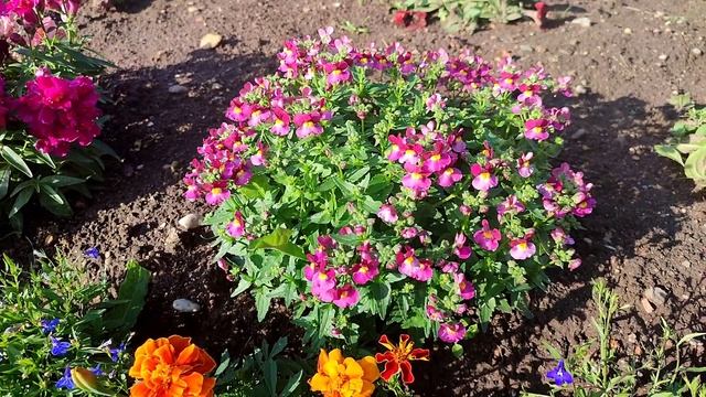 Стоит ли сажать немезию? смотреть онлайн